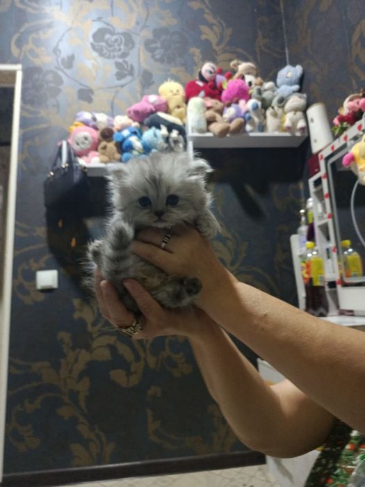 Продам породистых котят