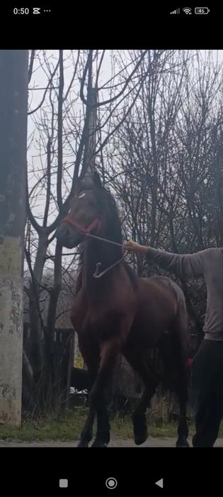 De vânzare Metiș de frizian