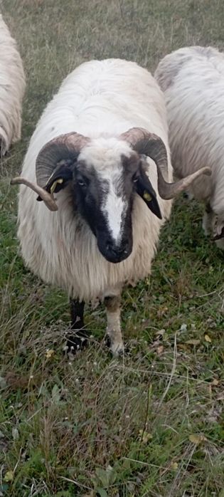 De vânzare doi miori periculoși, se pot vedea produși din ei, preț bun