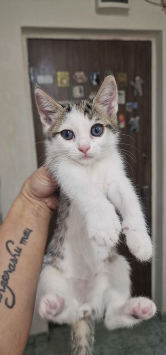 Donez pisoiasi 1 luna si 3 saptamani