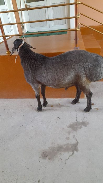 Qochqor, qoy кочкор, кой.