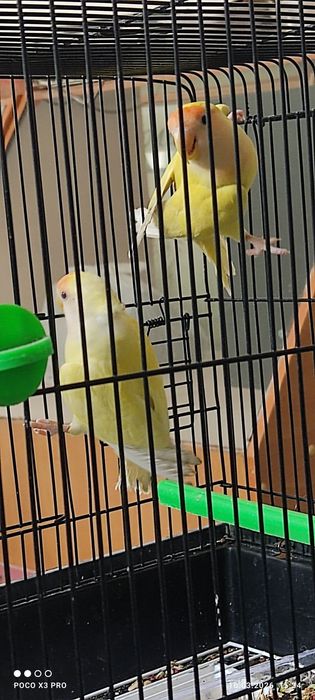 Неразлучные попугаи