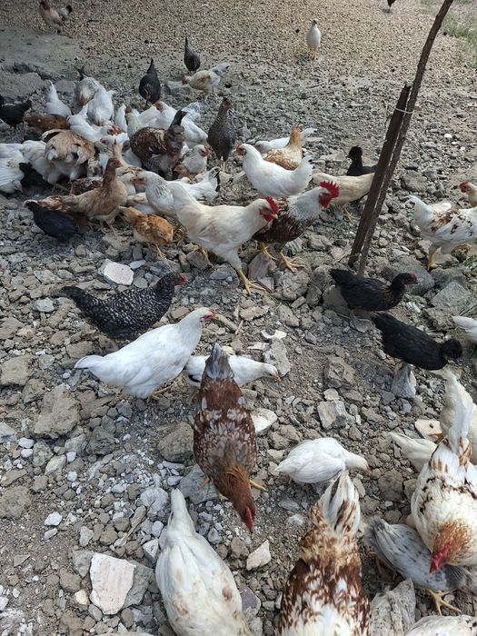 Vand un lot de 50 de pui taranesti (tineret)