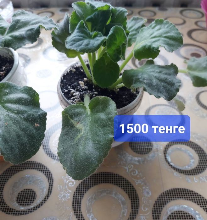 Фиалка сорт Айседора