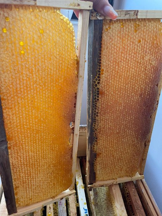 Faguri,miere si polen