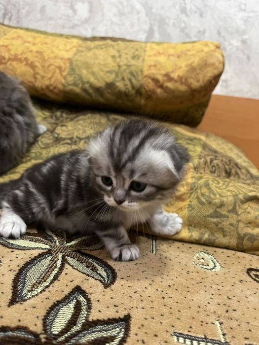 Шотландские котята