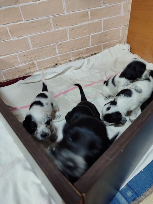 Спаниель щенки продам