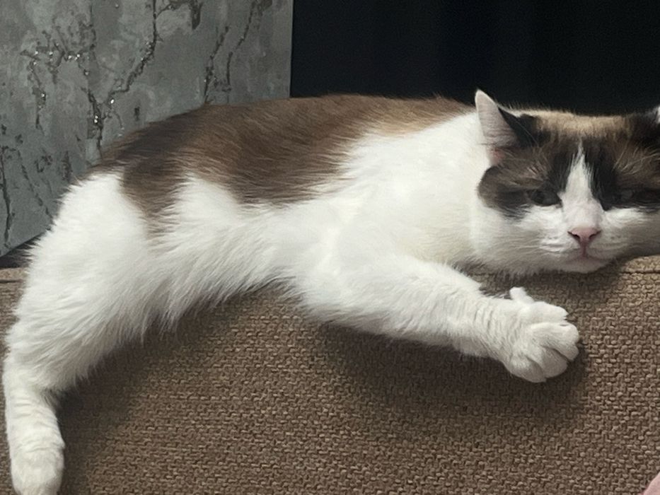 Отдам в добрые  руки