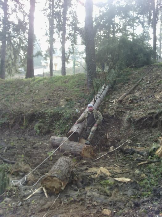 Резитба на големи дървета