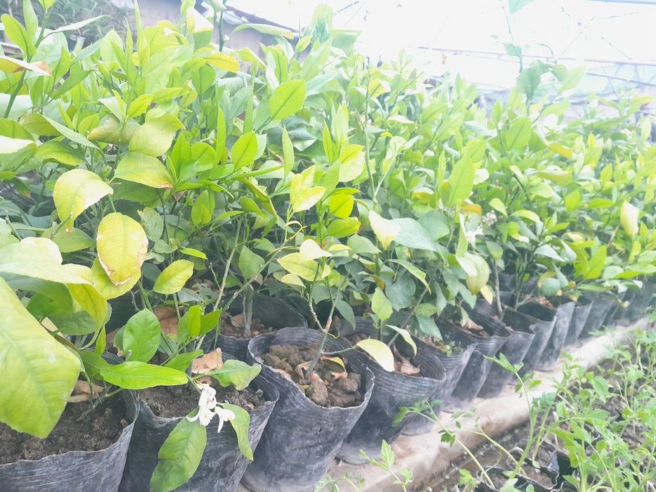 Лимон кучатлари сотилади