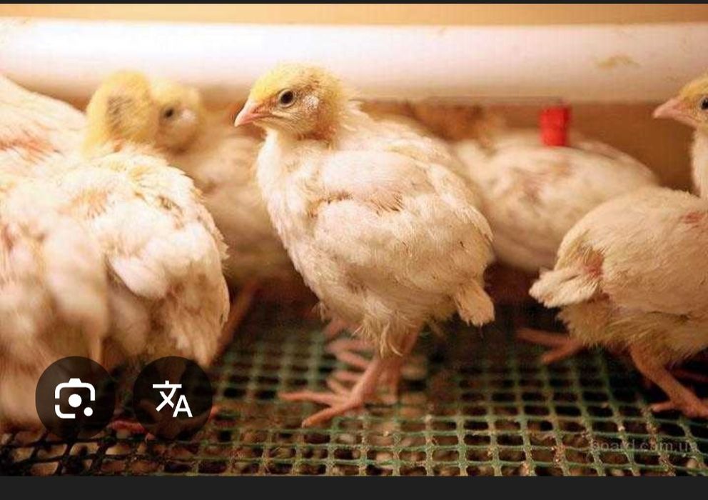 Бодене балапандары