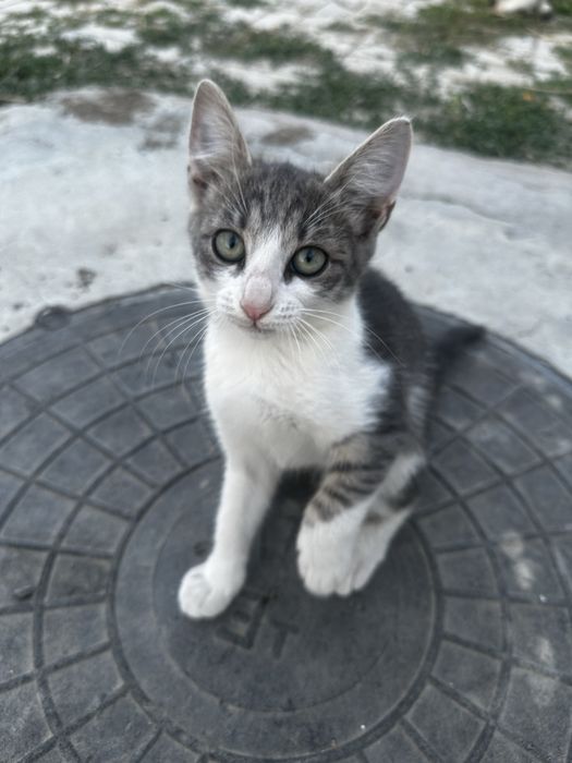 Отдам кошку в добрые руки
