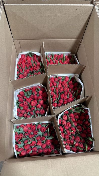 Тюльпаны оптом  | Низкие цены | Большие объёмы