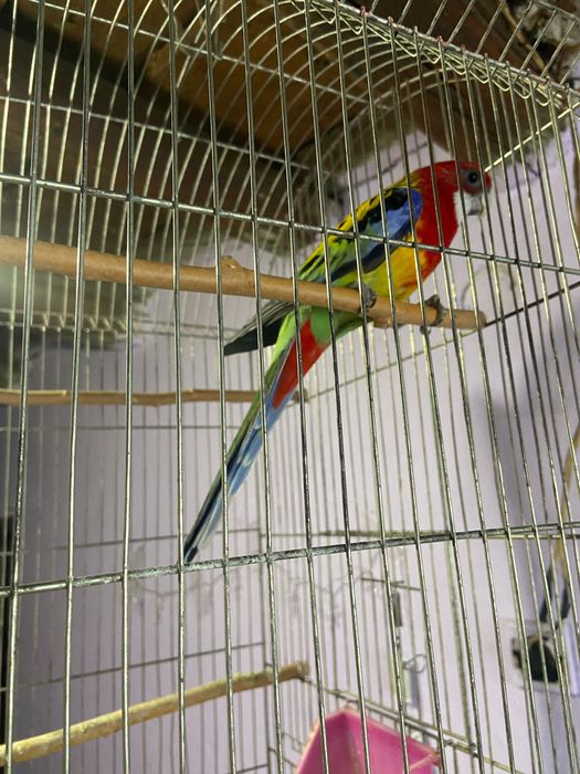 Продавам папагал