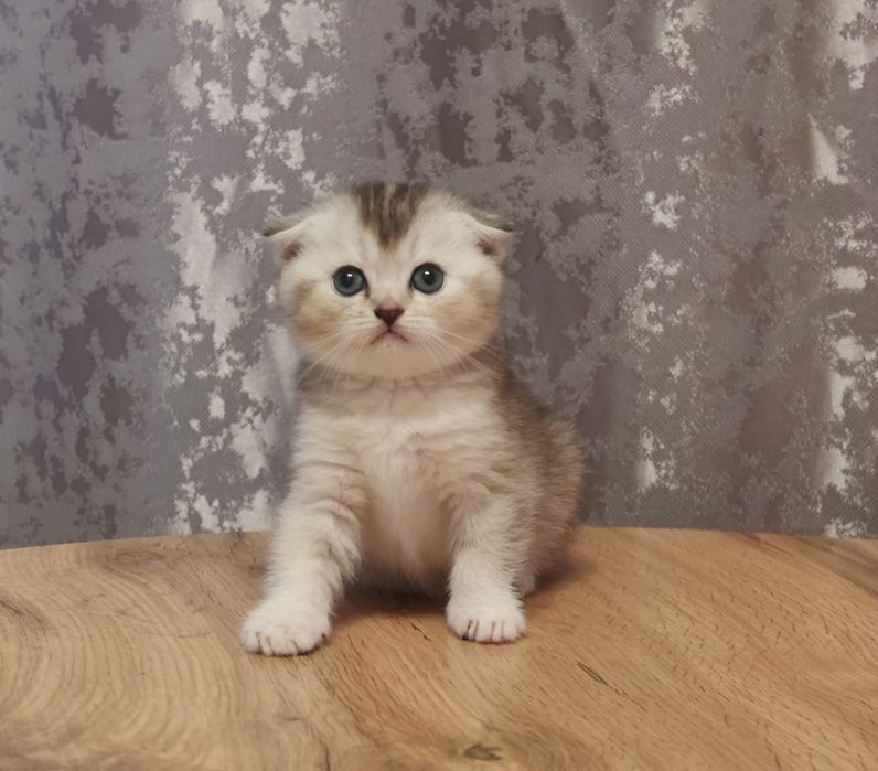 Фолды Котята Тикированые мальчик и девочка