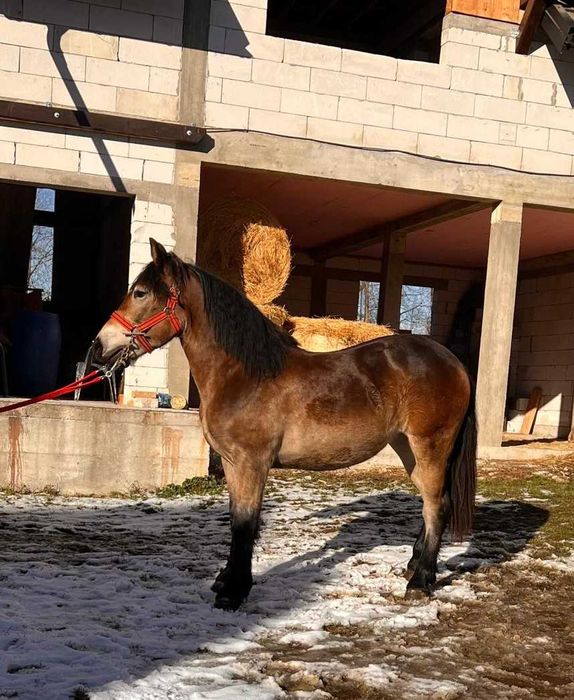 Manza murga, 1 an si 7 luni