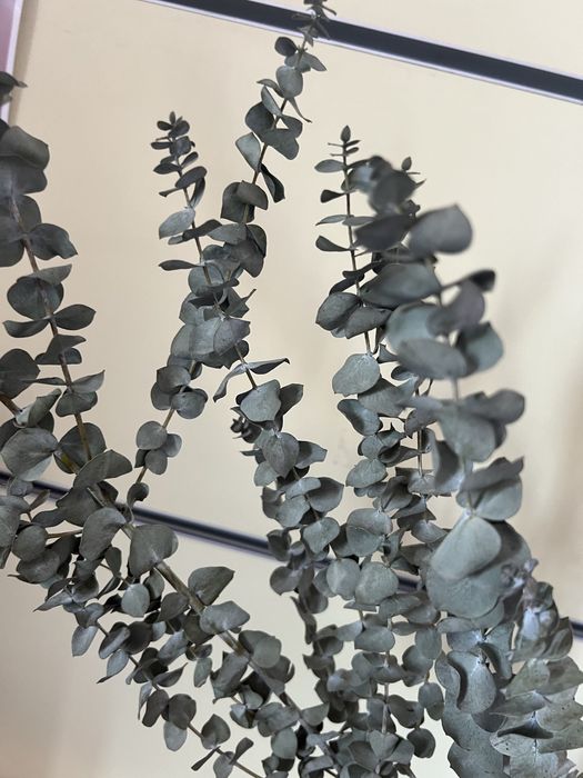 Ветки высушенного эвкалипта baby blue