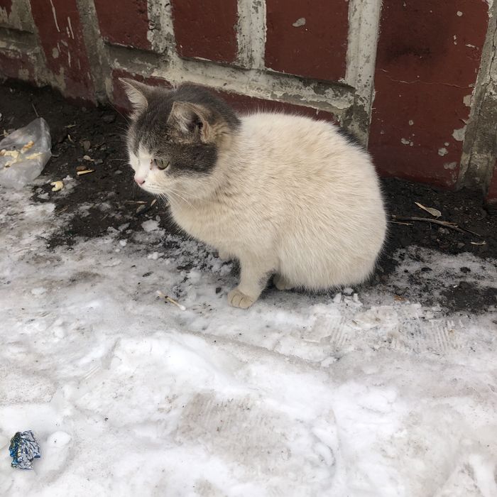 Бездомные животные . Кошки.