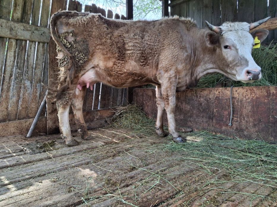 Корова с теленком