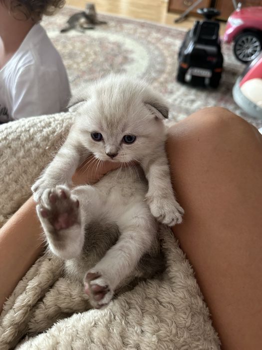 Породистые котята