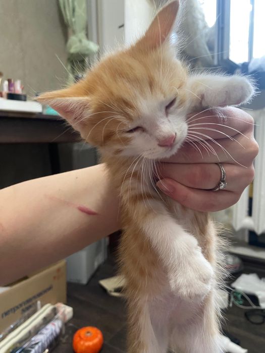 Отлам котенка мальчика