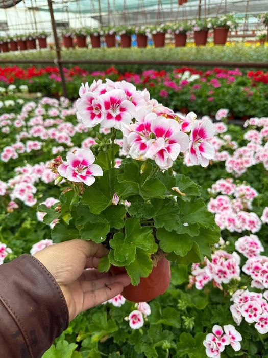 Geran felargonya yani felargonium