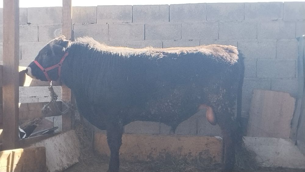 Бұқа сатамыз семіз