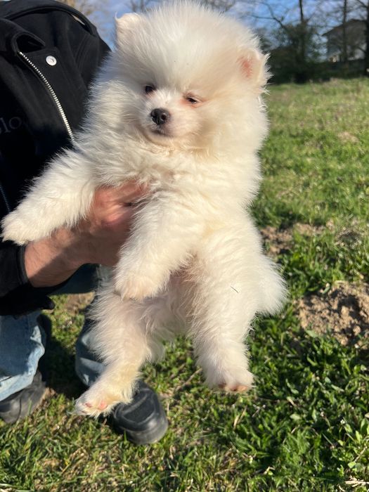 Cățeluș pomeranian