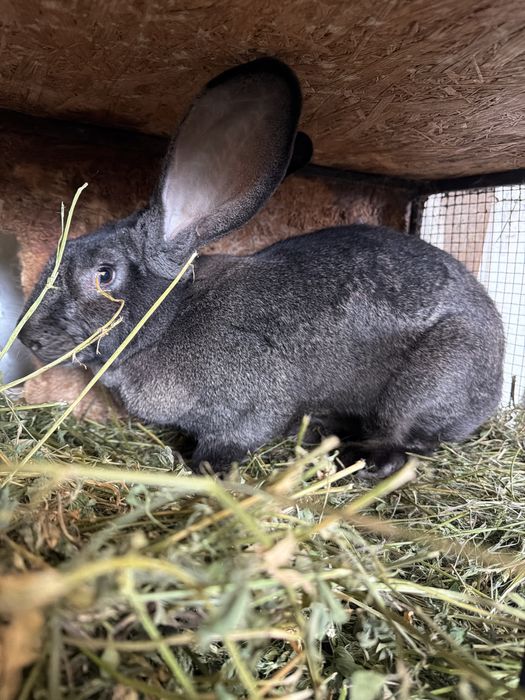 Vand 6 iepuri Uriasi Germani Negrii de un an