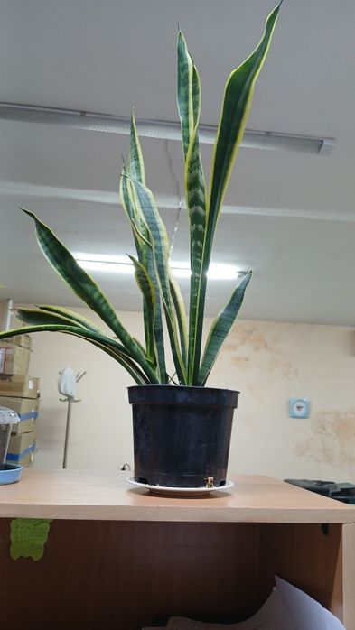 Цветок для офиса квартиры