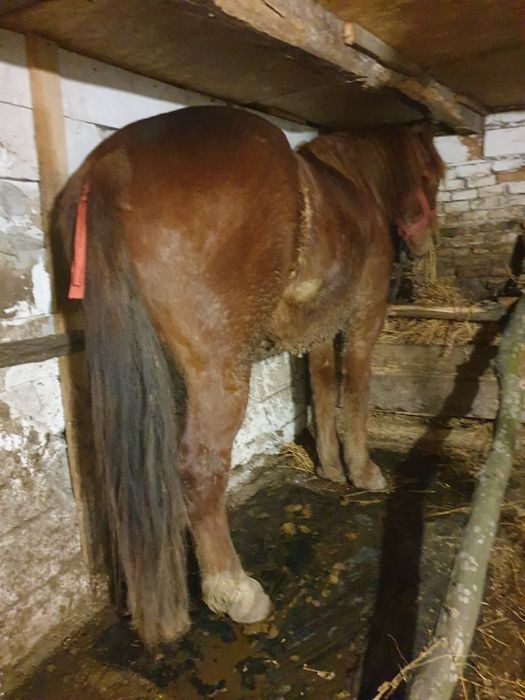 Vând cală castrată 6 de ani