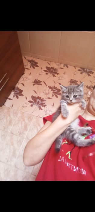 Британцы 1 месяц..Приученны.