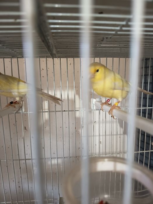 Cănărițe Roller de Hartz