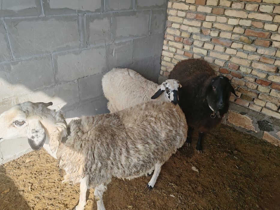 Qo'ylar sotiladi uyda boqilgan