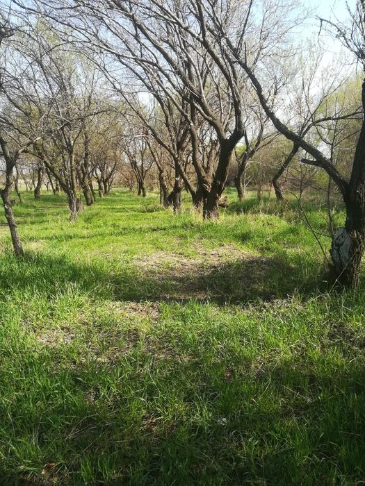 Сдам в аренду землю