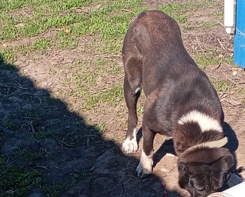 Продается сука порода тобет