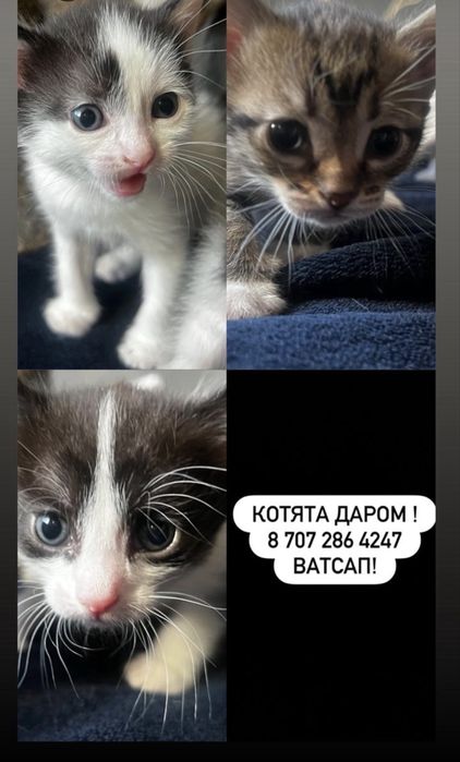 Отдам даром котят