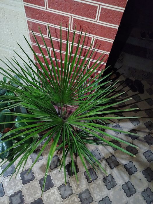 Хонаки гуллар, комнатные цветы, растения. Оптом ва донага