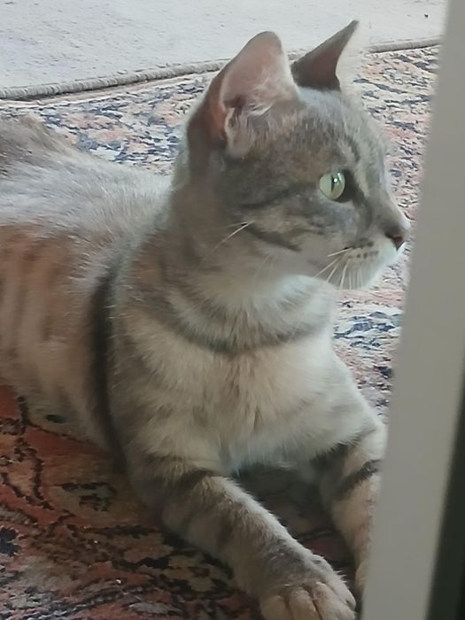 Подарявам котка - Синьо Таби, женска, кастрирана