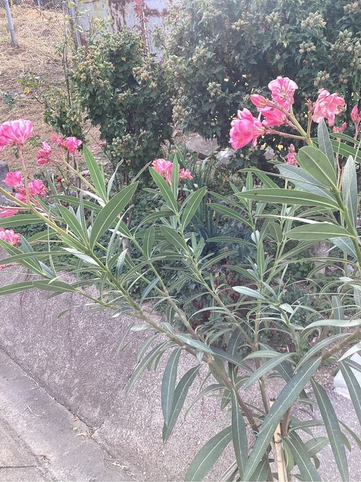 Leandru, leandrii roz, flori multiple, mirositori