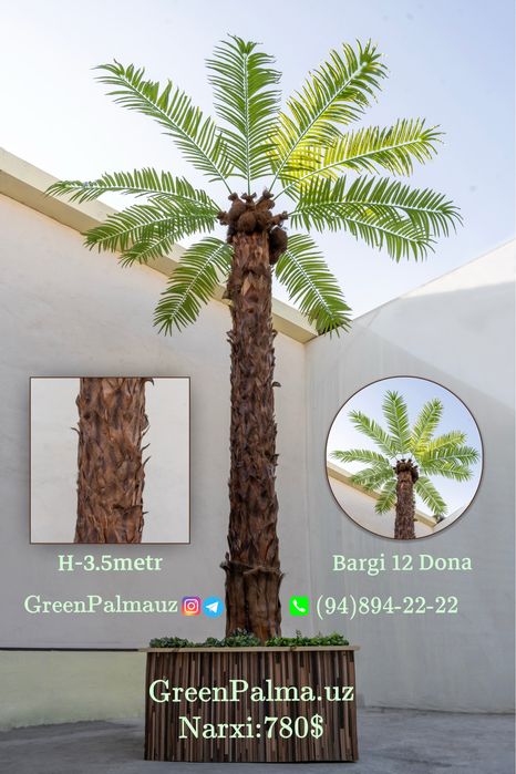 Palma Пальма  GreenPalmauz