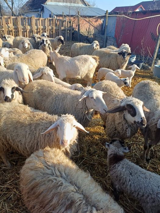 Oi de vânzare 1000 lei buc sau schimb cu viței de lapte