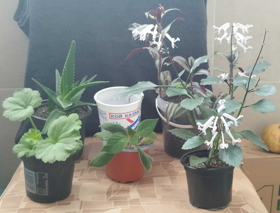 Филодендрон (Philodendron) / Сингониум (Syngonium)