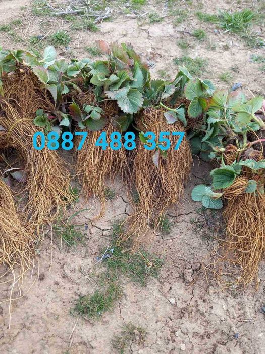 Продавам качествен разсад ягоди