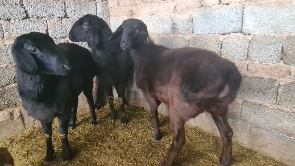 Қойлар сатылады...