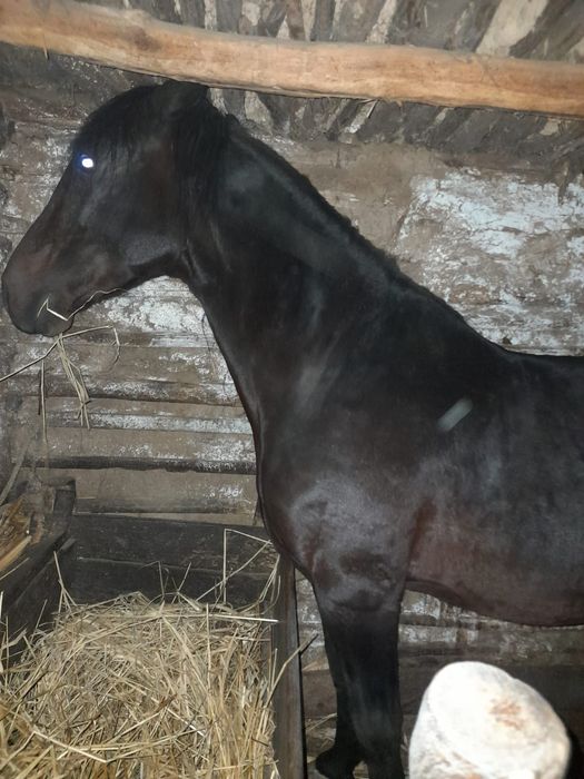 Cal de vanzare, 6 ani. Comuna Apele Vii