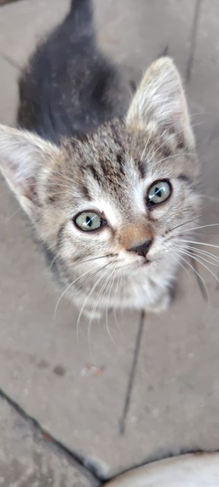 Отдам котят в хорошие руки