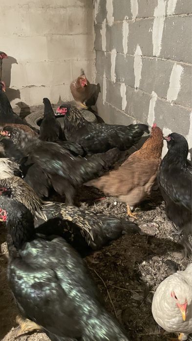 Продам молодые куры домашние