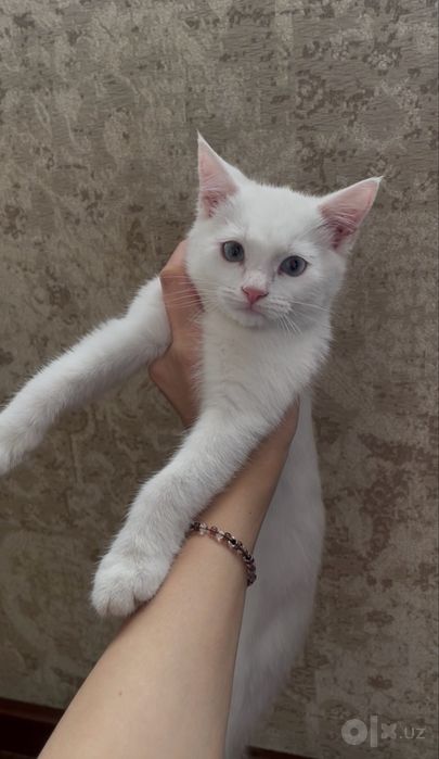 Котенок 3 месяца, белый