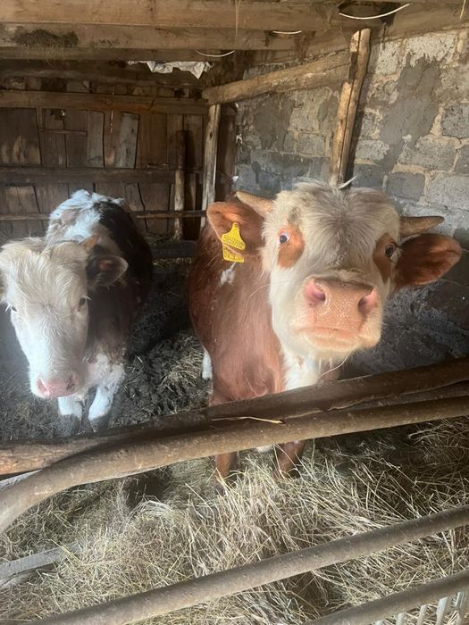 Продам быка и телку